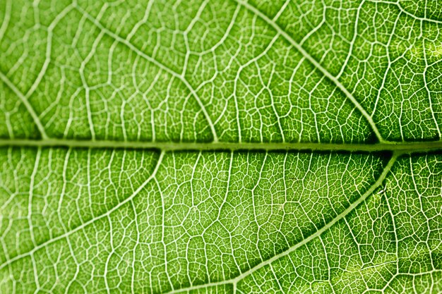 Detalle de una hoja verde