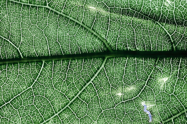 Detalle de una hoja verde