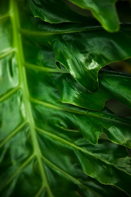 Detalle hojas exóticas verdes