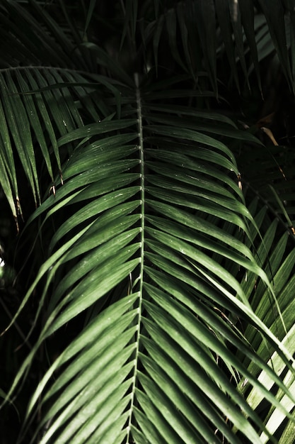 Foto gratuita detalle hojas exóticas verdes