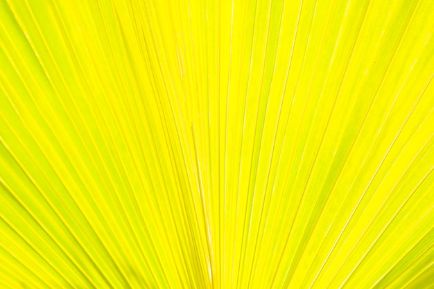 Foto gratuita detalle de hojas de palma fondo amarillo