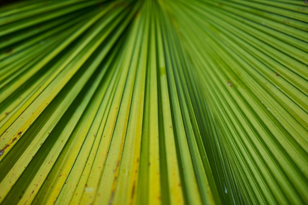 Foto gratuita detalle del primer parque textura verde