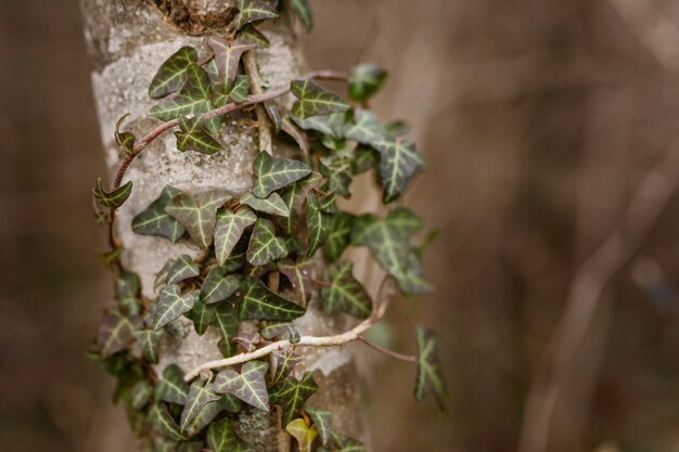 Foto gratuita detalle de primer plano del bosque salvaje