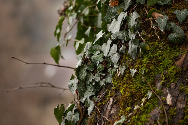 Detalle de primer plano del bosque salvaje