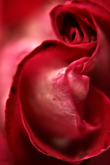 Detalle de rosa roja