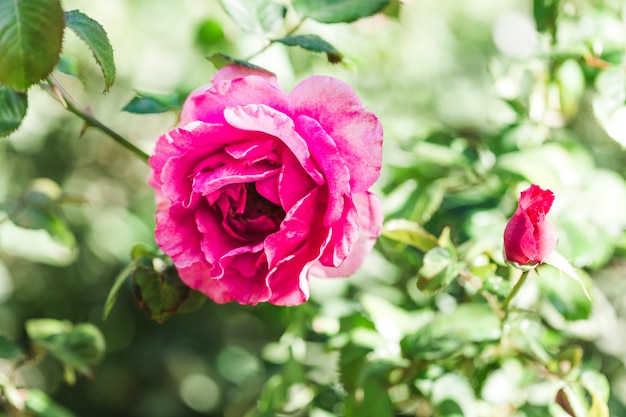 Detalle de una rosa rosada