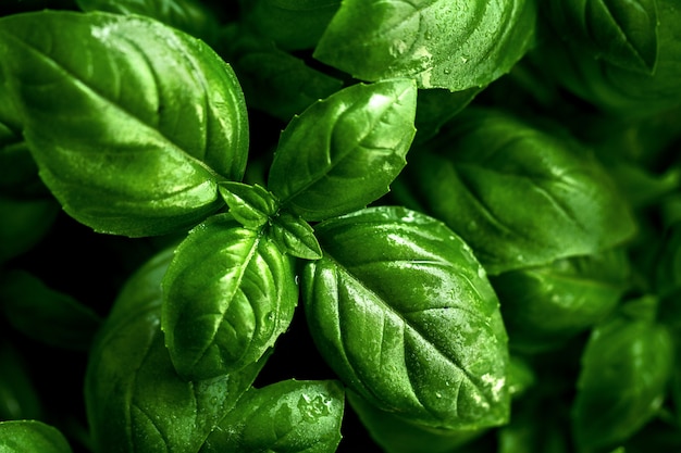 Detalle de sabrosa albahaca hermosa. Enfoque selectivo.