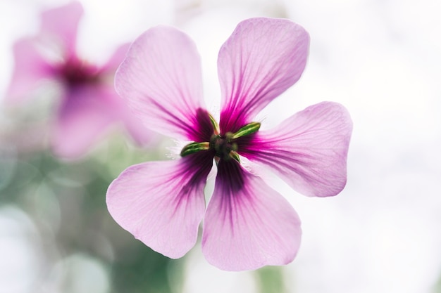 Detalle de una sola flor rosa