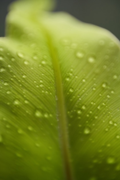 Detalle de la textura la naturaleza caída de cerca