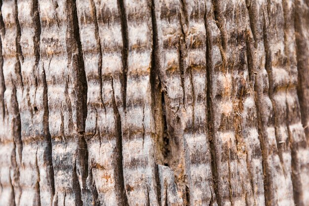 Detalle textura de tronco de árbol