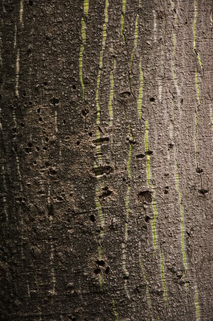 Detalle textura de tronco de árbol