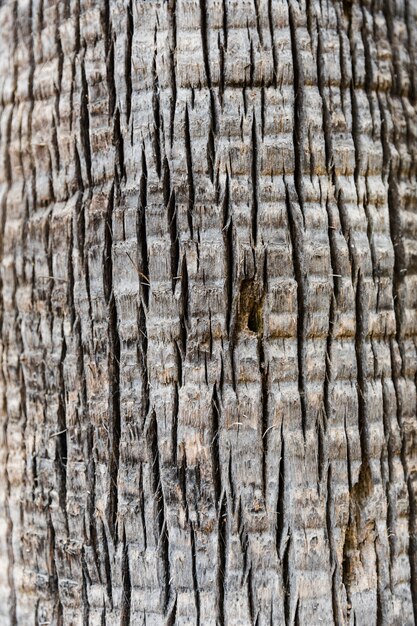 Detalle textura de tronco de árbol