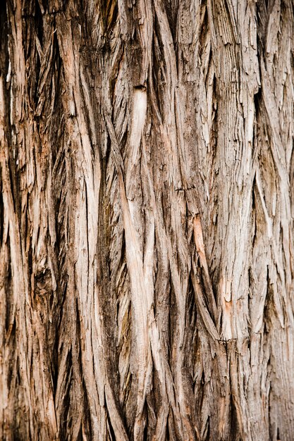 Detalle textura de tronco de árbol