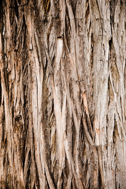 Detalle textura de tronco de árbol