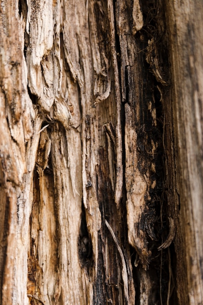 Detalle textura de tronco de árbol