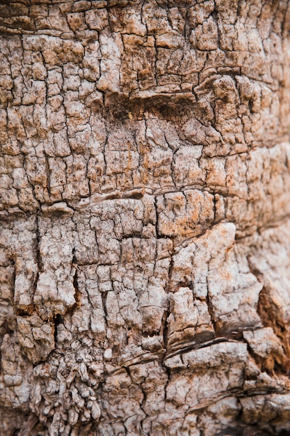 Detalle textura de tronco de árbol