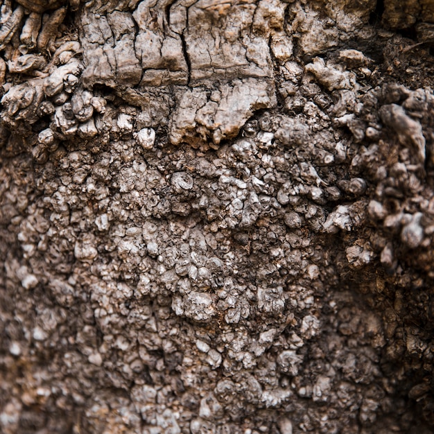 Detalle textura de tronco de árbol