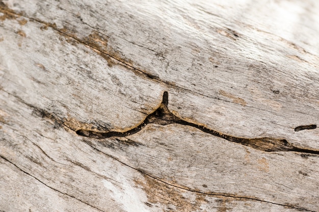 Detalle de la textura del viejo tocón de árbol