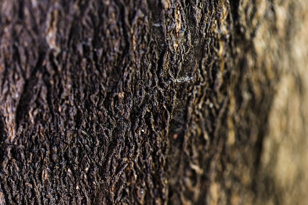 Detalle de tronco de madera marrón