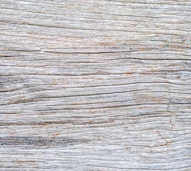 Detalle de tronco de madera muerta superficie de textura natural