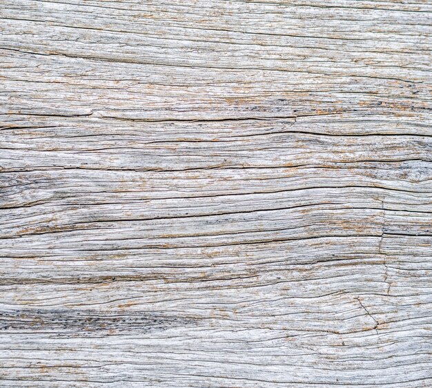 Detalle de tronco de madera muerta superficie de textura natural