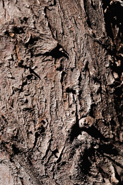 Detalle de un tronco marrón