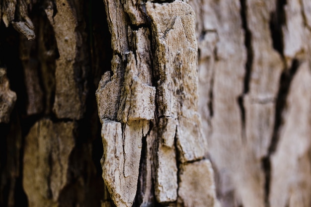 Foto gratuita detalle de un tronco marrón