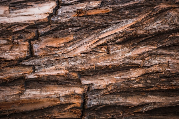 Detalle de un tronco marrón