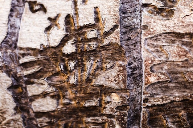 Detalle de un tronco marrón