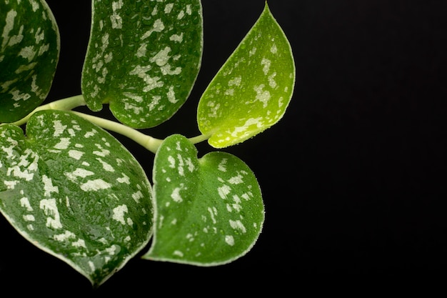 Detalles de texturas de plantas de interior