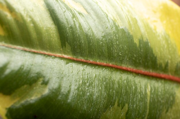 Detalles de texturas de plantas de interior