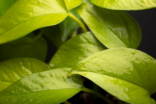 Detalles de texturas de plantas de interior