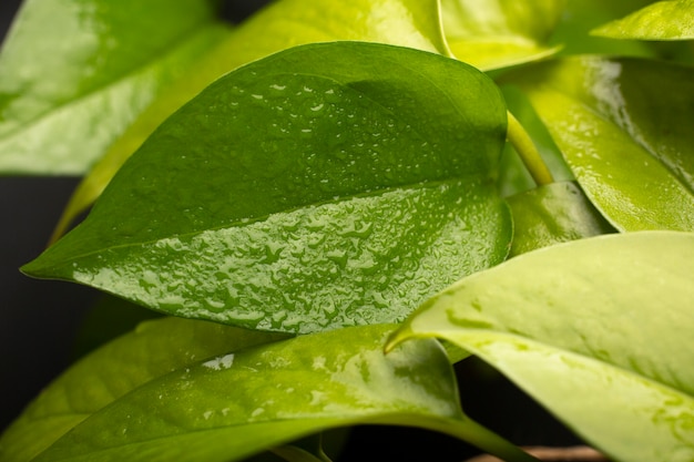 Foto gratuita detalles de texturas de plantas de interior