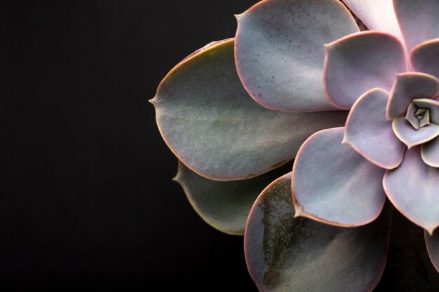 Detalles de texturas de plantas de interior