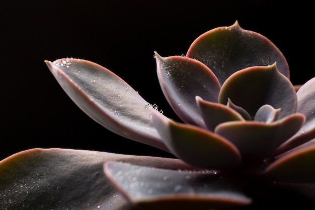 Detalles de texturas de plantas de interior