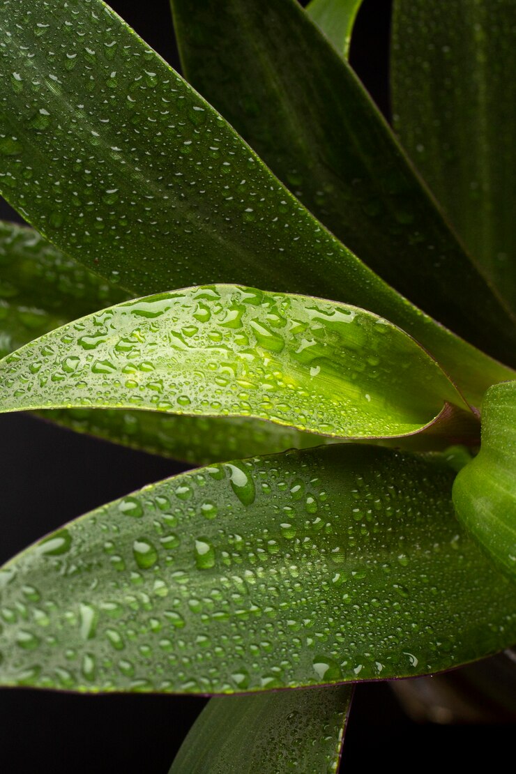 Foto gratuito detalles de texturas de plantas de interior