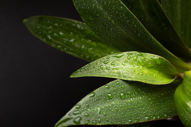 Detalles de texturas de plantas de interior