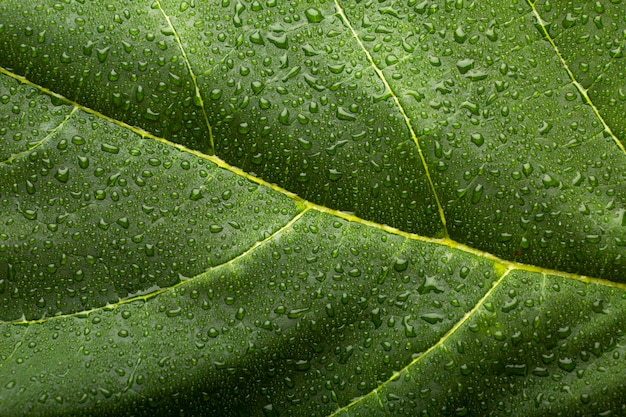 Detalles de texturas de plantas de interior