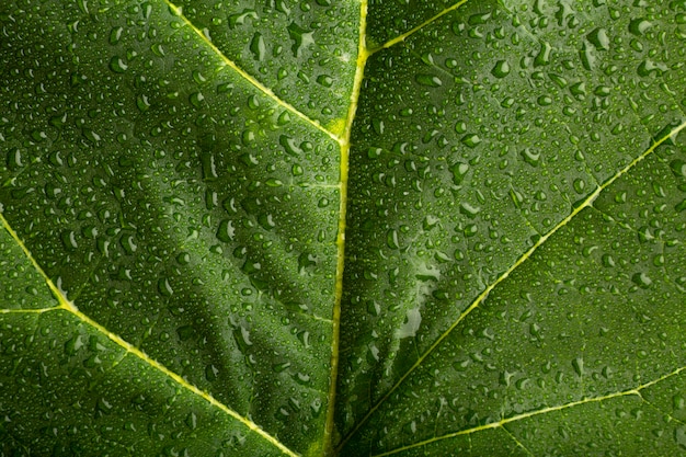 Detalles de texturas de plantas de interior