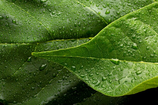 Detalles de texturas de plantas de interior