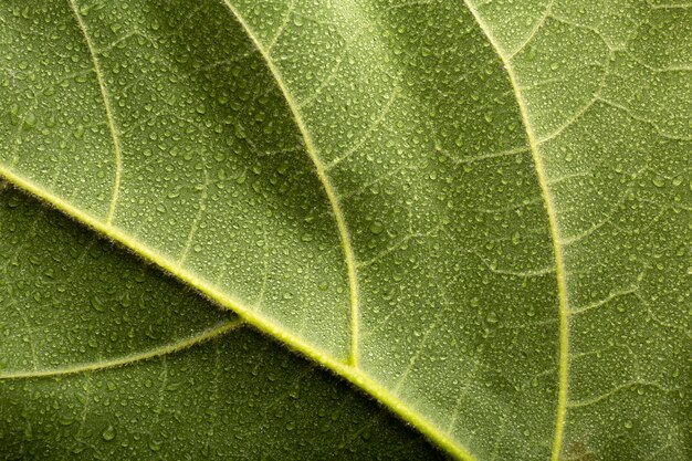 Detalles de texturas de plantas de interior