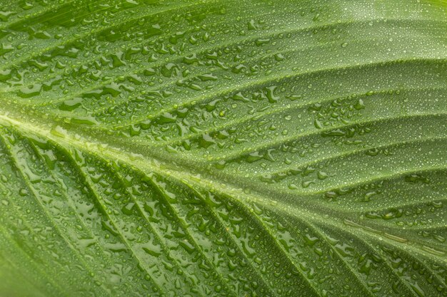 Detalles de texturas de plantas de interior