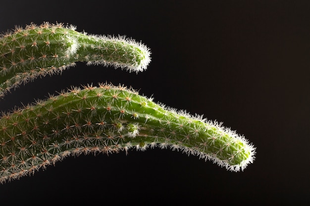 Detalles de texturas de plantas de interior