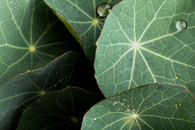 Detalles de texturas de plantas de interior