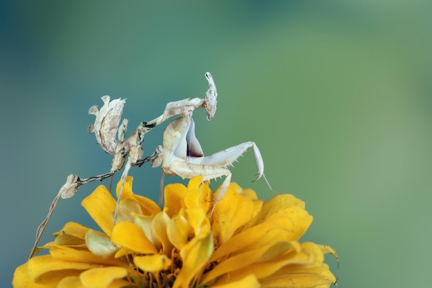 Foto gratuita devils flower mantis closeup en flor idolomantis diabolica closeup