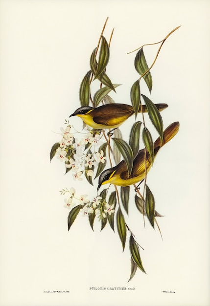 Devorador de miel de mejillas (Ptilotis cratitius) ilustrado por Elizabeth Gould