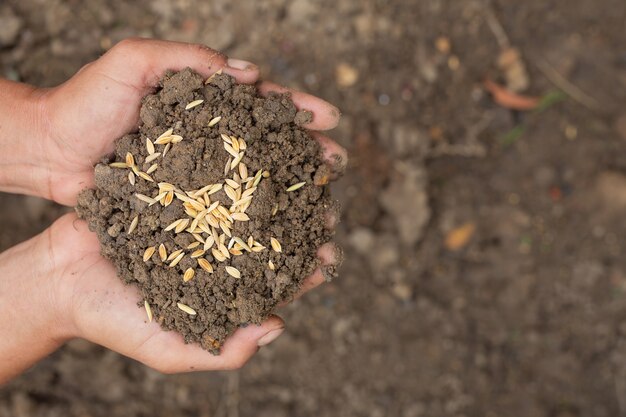 El Día Mundial de la Alimentación, la mano de un hombre abraza la tierra con semillas de arroz en la parte superior.