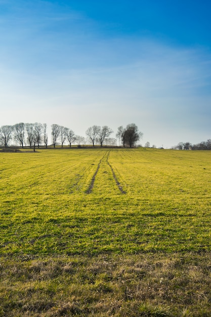 Día soleado en el campo