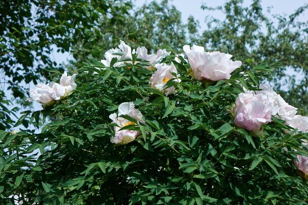 Un día soleado en el jardín es un hermoso arbusto de peonía con flores de color púrpura blanco con follaje verde