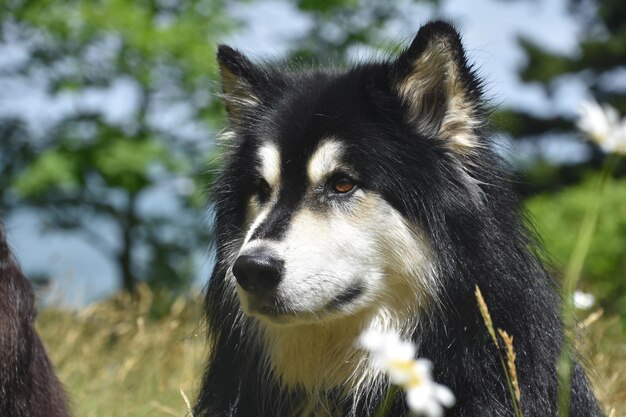 Día de verano con un perro husky de cerca y en persona